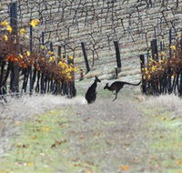 Blue Pyrenees Estate - Southport Accommodation