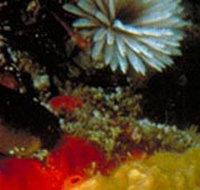 Point Cooke Marine Sanctuary - Accommodation Southport