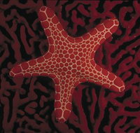 Port Phillip Heads Marine National Park - Southport Accommodation