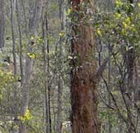 Heathcote-Graytown National Park - Accommodation Southport