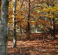 RJ Hamer Arboretum - Accommodation Southport