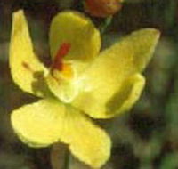 Langwarrin Flora and Fauna Reserve - Accommodation Southport