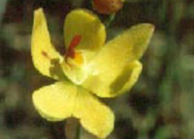 Langwarrin Flora And Fauna Reserve - Accommodation Southport 0