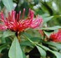 Alfred National Park - Accommodation Southport