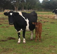 Animal Land Children's Farm - Accommodation Southport