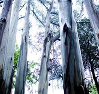 Dandenong Ranges National Park - Southport Accommodation