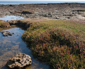 Ricketts Point Marine Sanctuary - Southport Accommodation 0