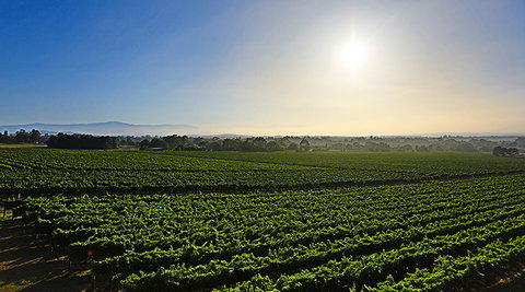 GREENSTONE VINEYARDS - Accommodation Southport 0