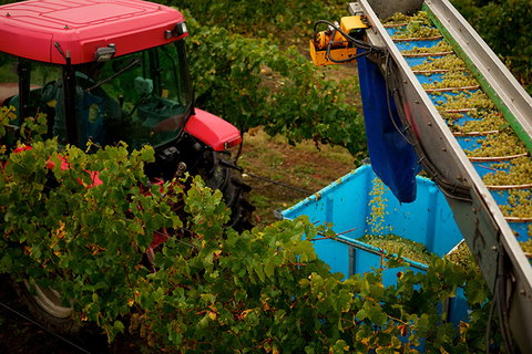 GREENSTONE VINEYARDS - Accommodation Southport 3