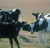 Bodalla Dairy Cheese Factory - Accommodation Southport