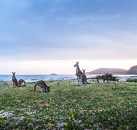 Pebbly Beach - Southport Accommodation