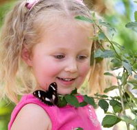 Coffs Harbour Butterfly House - Accommodation Southport