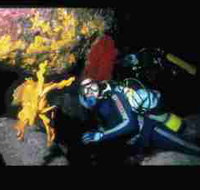 Solitary Islands Marine Park - Accommodation Southport