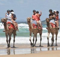 Camel Rides with Coffs Coast Camels - Accommodation Southport