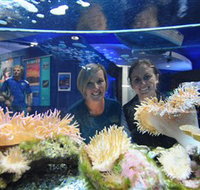 Solitary Islands Aquarium - Accommodation Southport