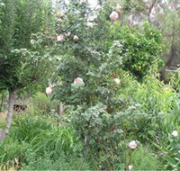 Tombstone Estate Vineyard - Accommodation Southport