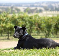 Moothi Estate Vineyard and Cellar Door - Southport Accommodation