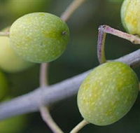 Montalto Vineyard and Olive Grove - Southport Accommodation