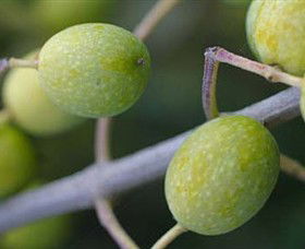 Montalto Vineyard And Olive Grove - Southport Accommodation 0