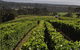 Bream Creek Vineyard - thumb 0