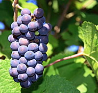 Tinderbox Vineyard - Southport Accommodation