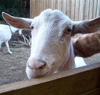 Drysdale Cheeses - Accommodation Southport