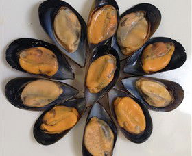Advance Mussel Supply - Southport Accommodation 3