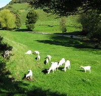 Karmic Goat Soapworks - Southport Accommodation