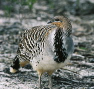 Yongergnow Australian Malleefowl Centre - Southport Accommodation