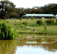 Clearview Alpacas - Southport Accommodation