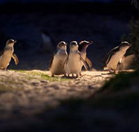 Phillip Island Nature Parks - Southport Accommodation