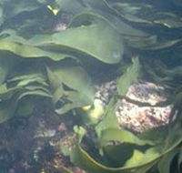 Churchill Island Marine National Park - Southport Accommodation