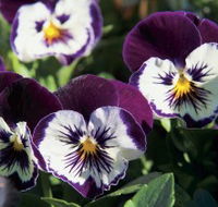 Newtown Park State Rose Garden