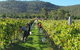 Savina Lane Premum Wines - thumb 1