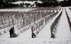 Savina Lane Premum Wines - thumb 2