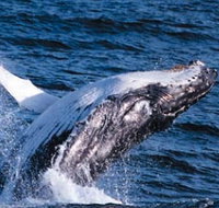 Sydney Eco Whale Watching - Accommodation Southport