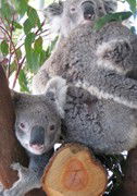 Cohunu Koala Park - Southport Accommodation 1