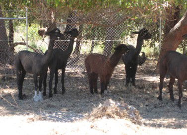 Cohunu Koala Park - Southport Accommodation 2