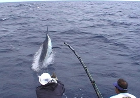 Amokura Charters - Accommodation Southport 0