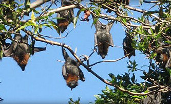 Blackbutt Reserve - Accommodation Southport 1