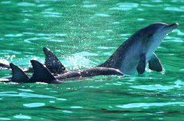 Sydney Weekend Adventures - Accommodation Southport 1