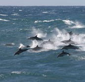 Tamboi Queen Cruises - Accommodation Southport