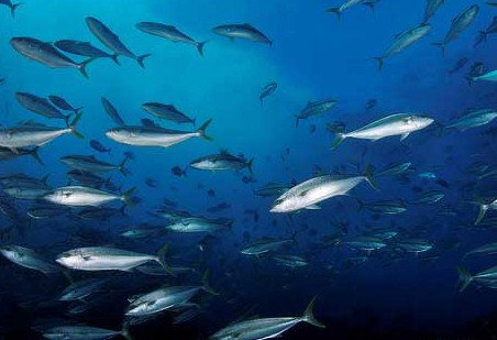 Byron Bay Dive Centre - Accommodation Southport 2