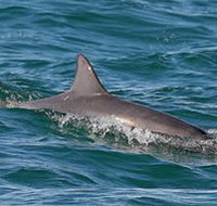 Byron Bay Dolphin Wildlife Tours - Accommodation Southport