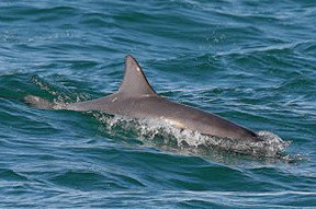 Byron Bay Dolphin Wildlife Tours - Accommodation Southport 0