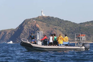 Byron Bay Dolphin Wildlife Tours - Accommodation Southport 1