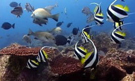 Byron Bay Dolphin Wildlife Tours - Accommodation Southport 3