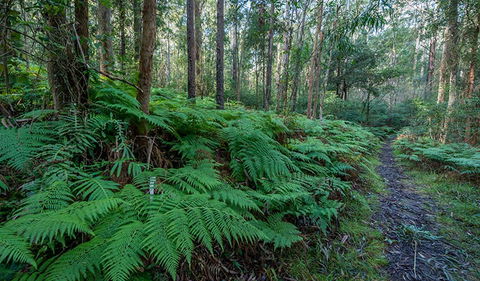 Dalrymple-Hay Nature Reserve - Southport Accommodation 0