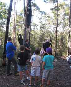 Boronia Tours - Accommodation Southport 1