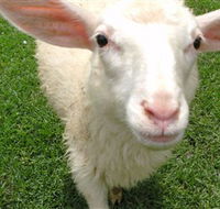 Golden Ridge Animal Farm